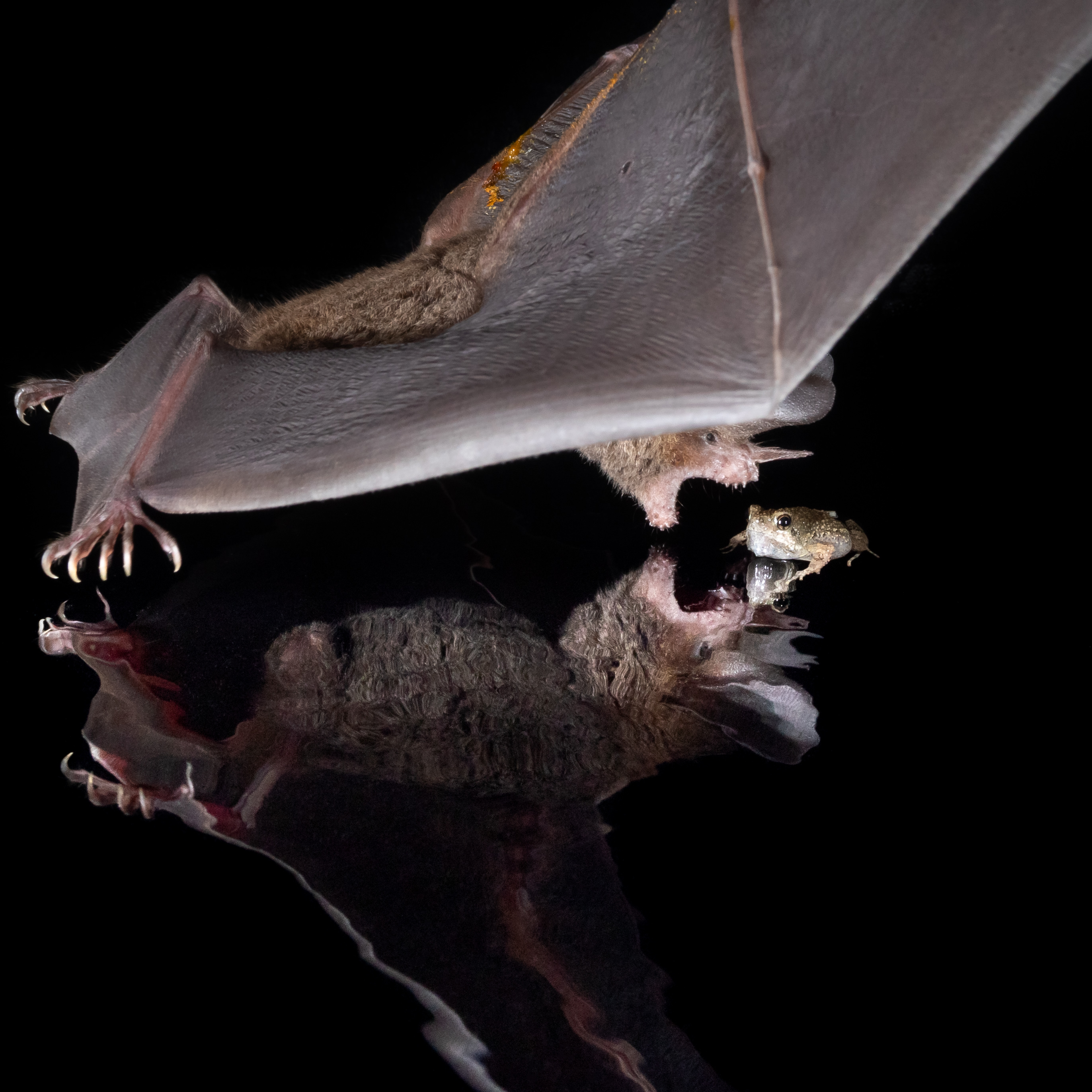 Fringe-lipped bat catching a frog in flight